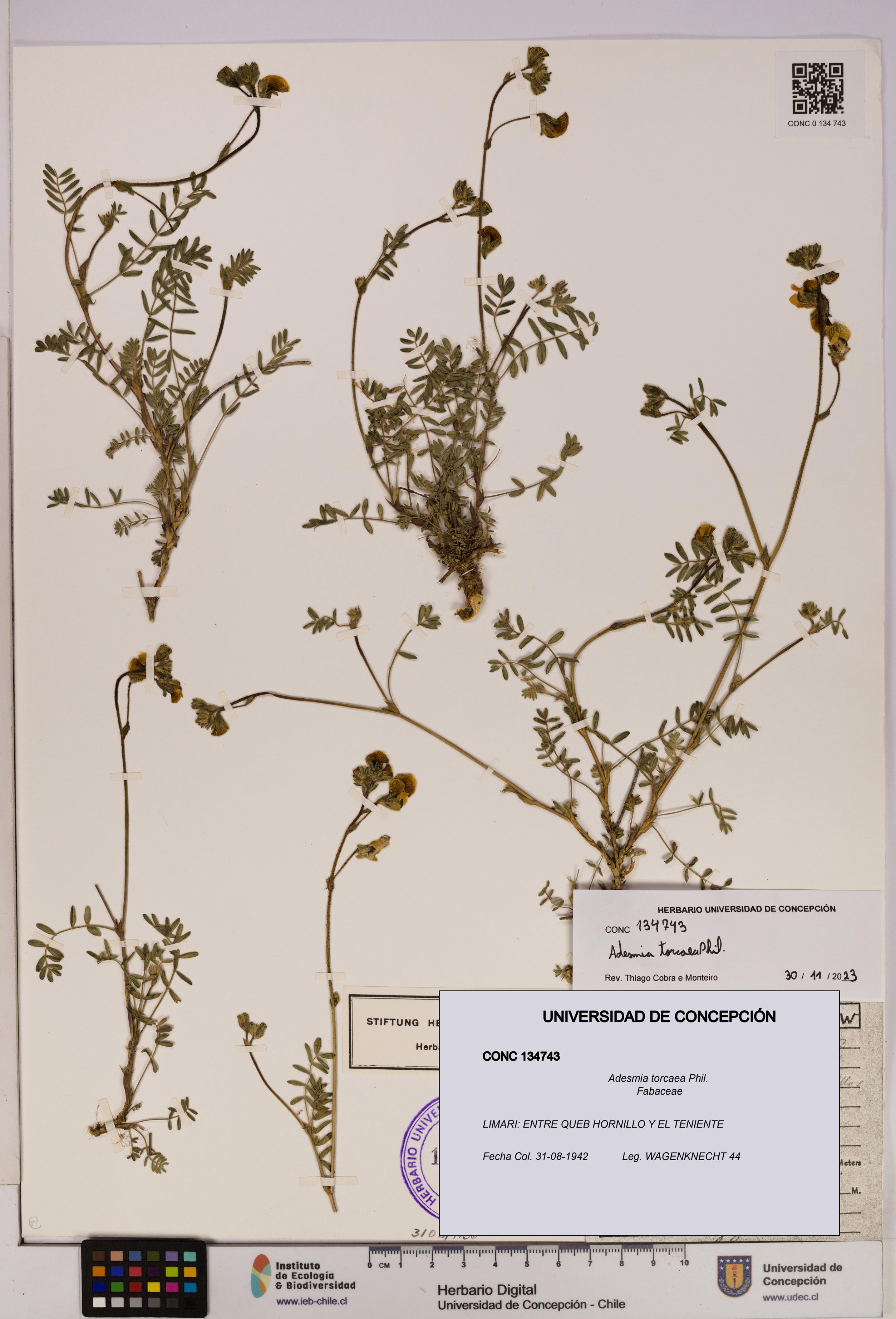 Adesmia torcaea [Espécimen: UDEC:CONC:0134743]