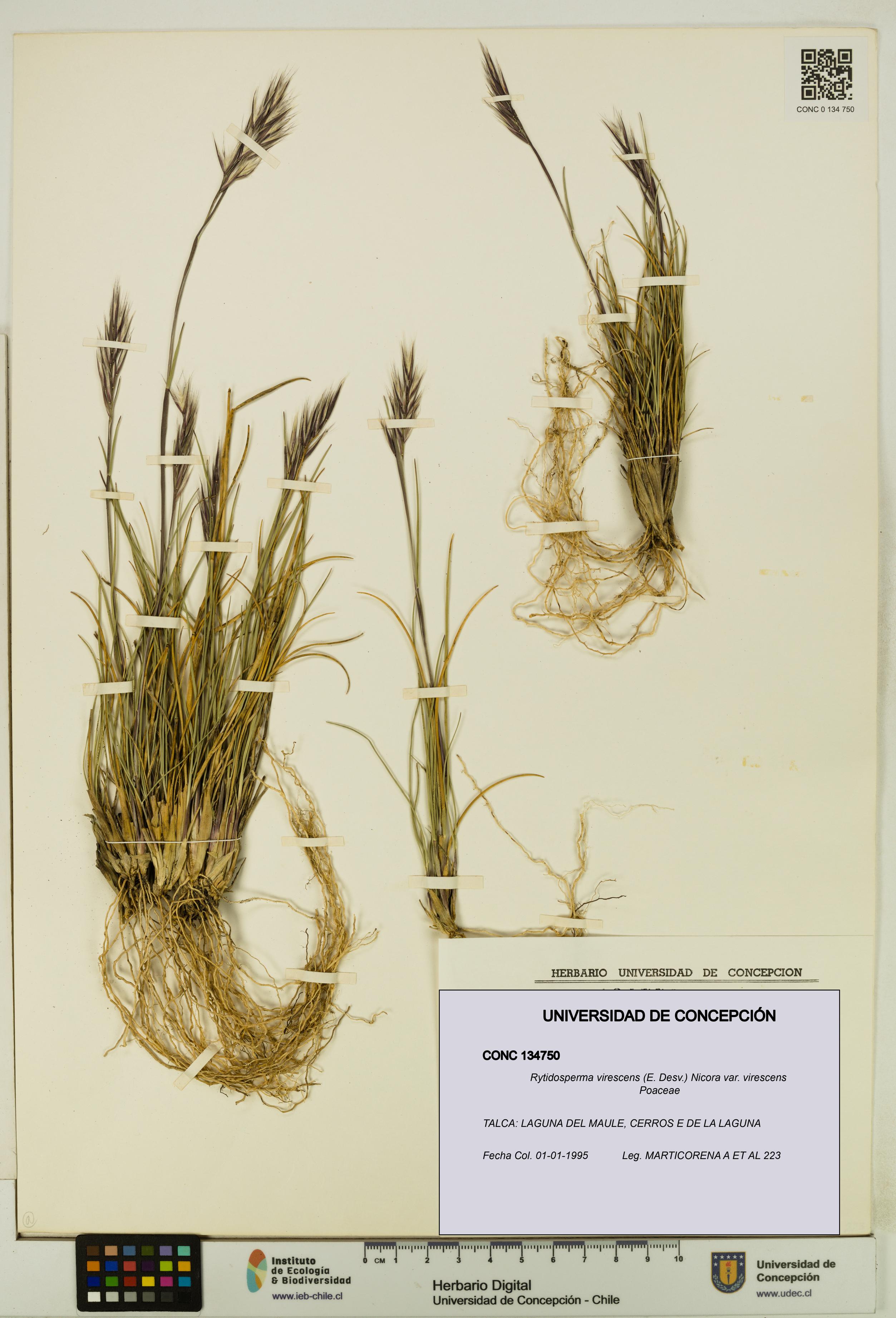 Rytidosperma virescens var. virescens [Espécimen: UDEC:CONC:0134750]