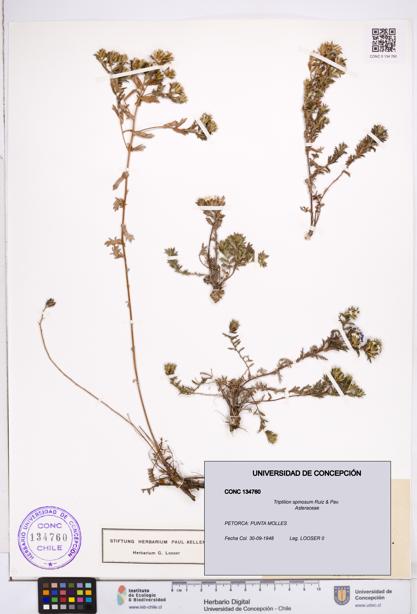 Triptilion spinosum [Espécimen: ]