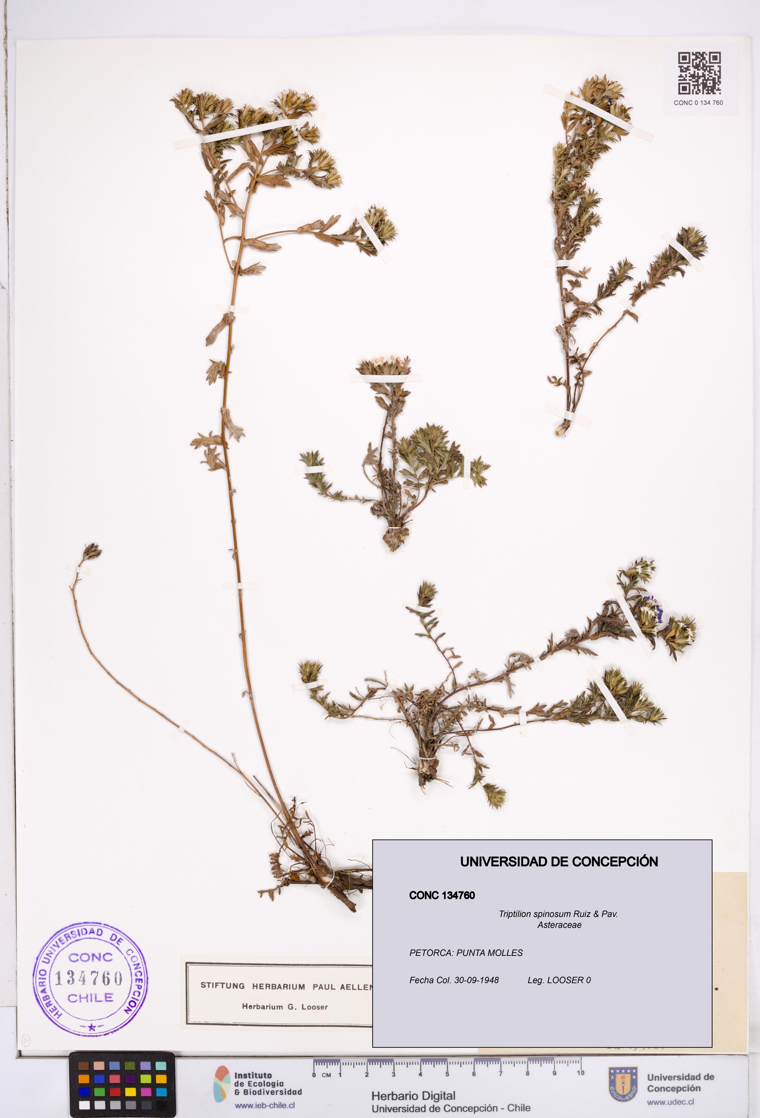 Triptilion spinosum [Espécimen: ]