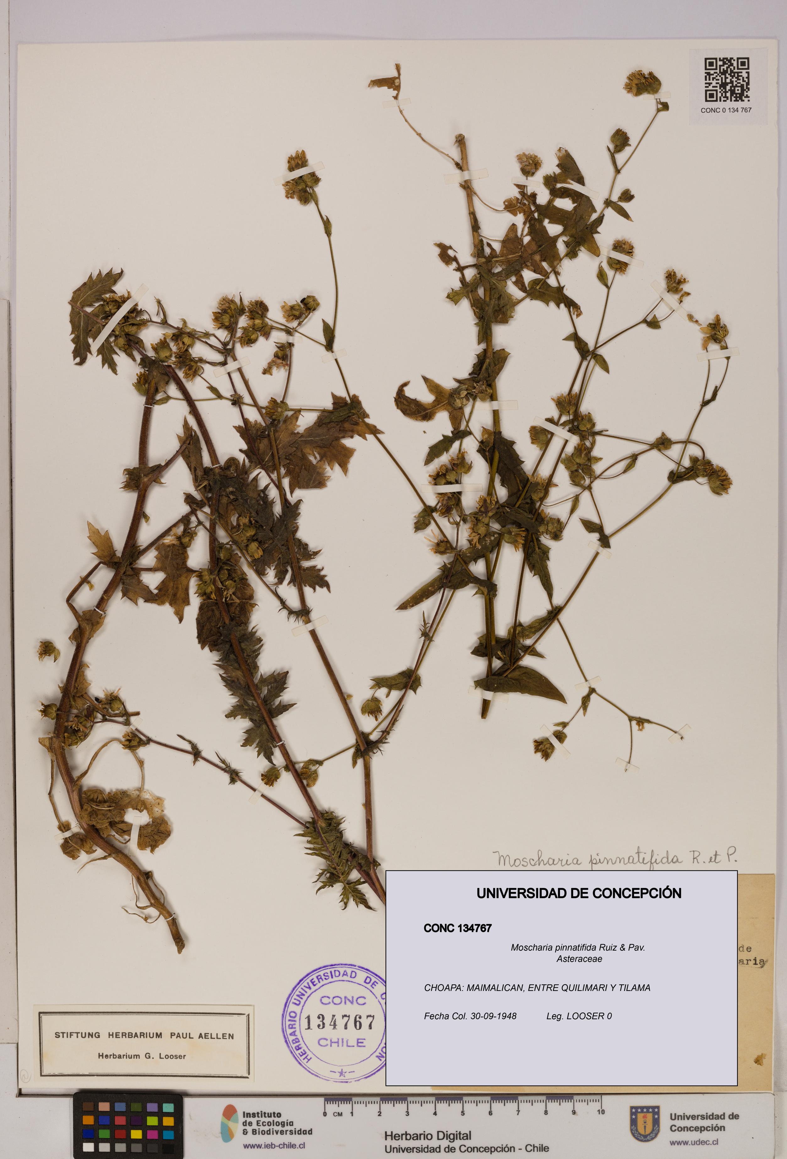 Moscharia pinnatifida [Espécimen: UDEC:CONC:0134767]