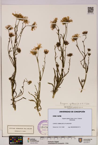 Erigeron gilliesii [Espécimen: UDEC:CONC:0134768]