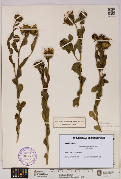 Grindelia glutinosa [Espécimen: UDEC:CONC:0134772]