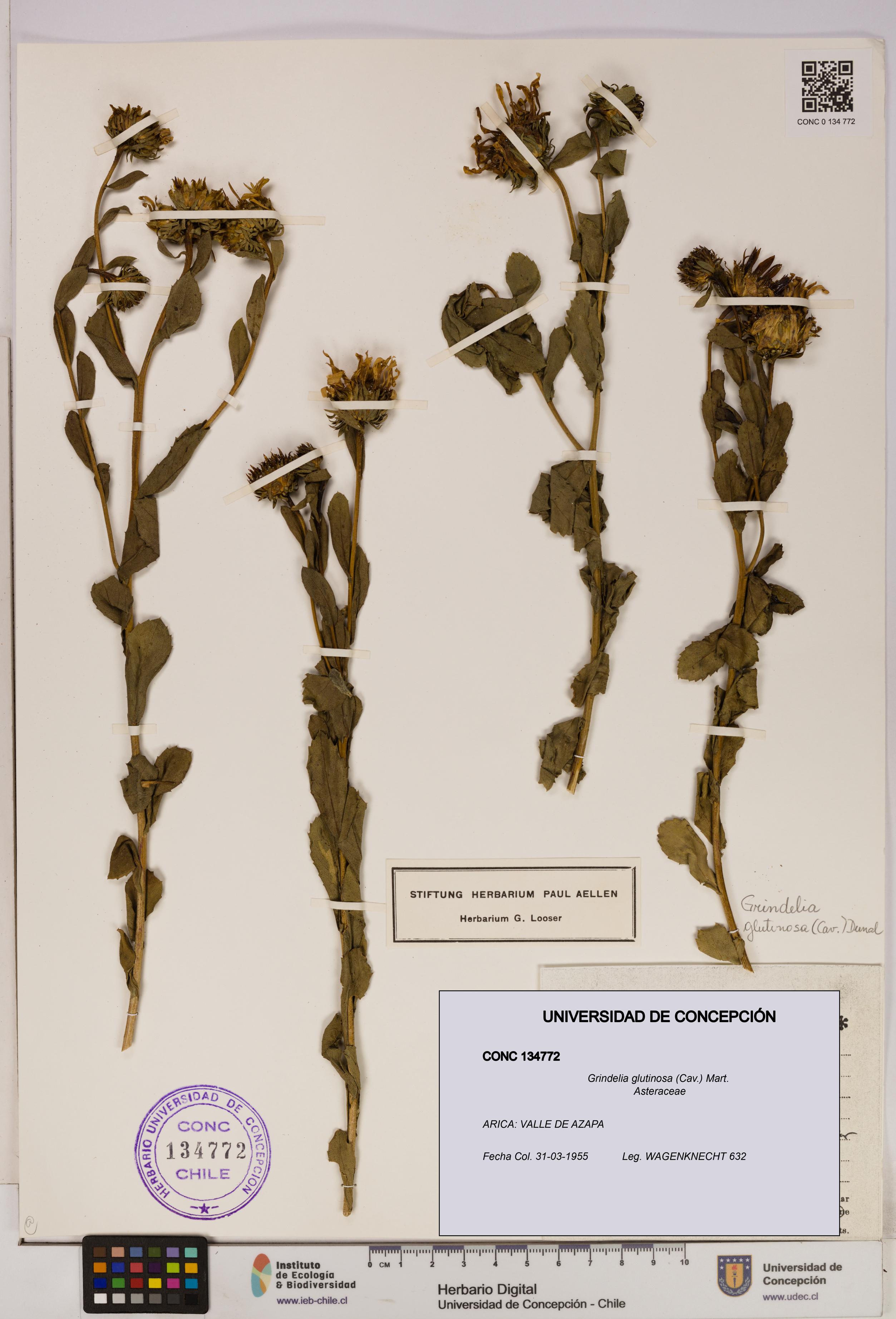 Grindelia glutinosa [Espécimen: UDEC:CONC:0134772]