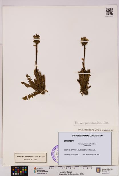 Perezia pedicularidifolia [Espécimen: UDEC:CONC:0134773]