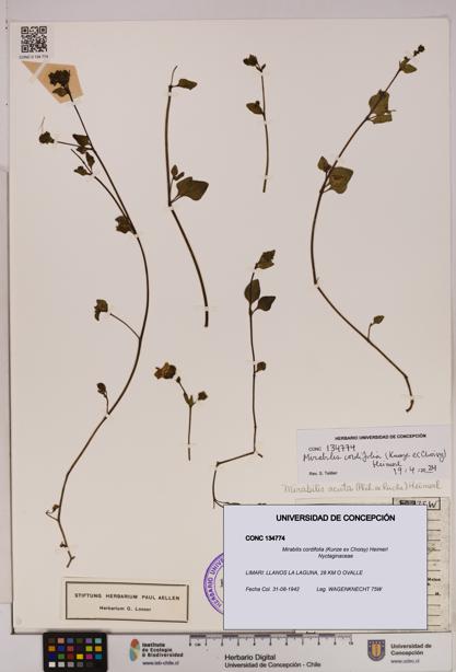 Mirabilis cordifolia [Espécimen: UDEC:CONC:0134774]