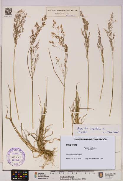 Agrostis capillaris [Espécimen: UDEC:CONC:0134775]