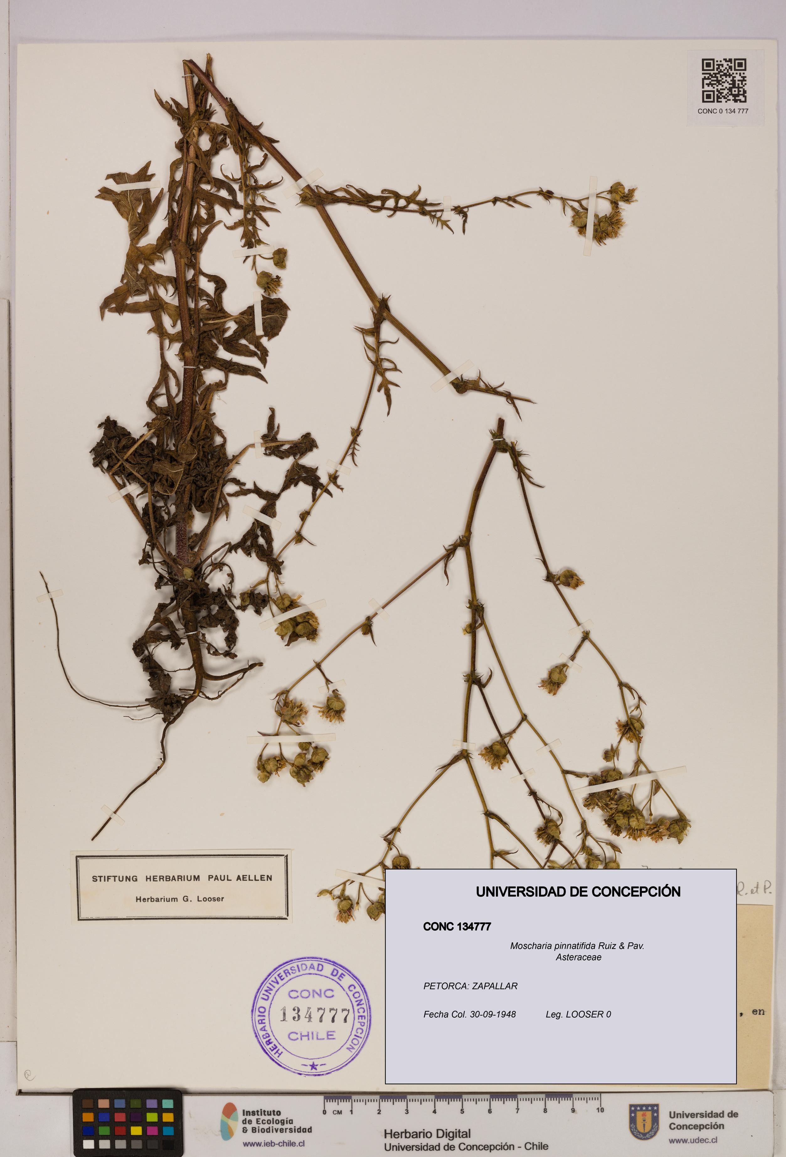 Moscharia pinnatifida [Espécimen: UDEC:CONC:0134777]