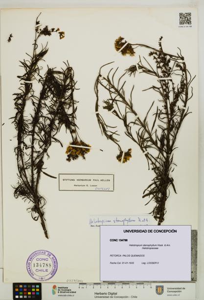 Heliotropium stenophyllum [Espécimen: UDEC:CONC:0134788]