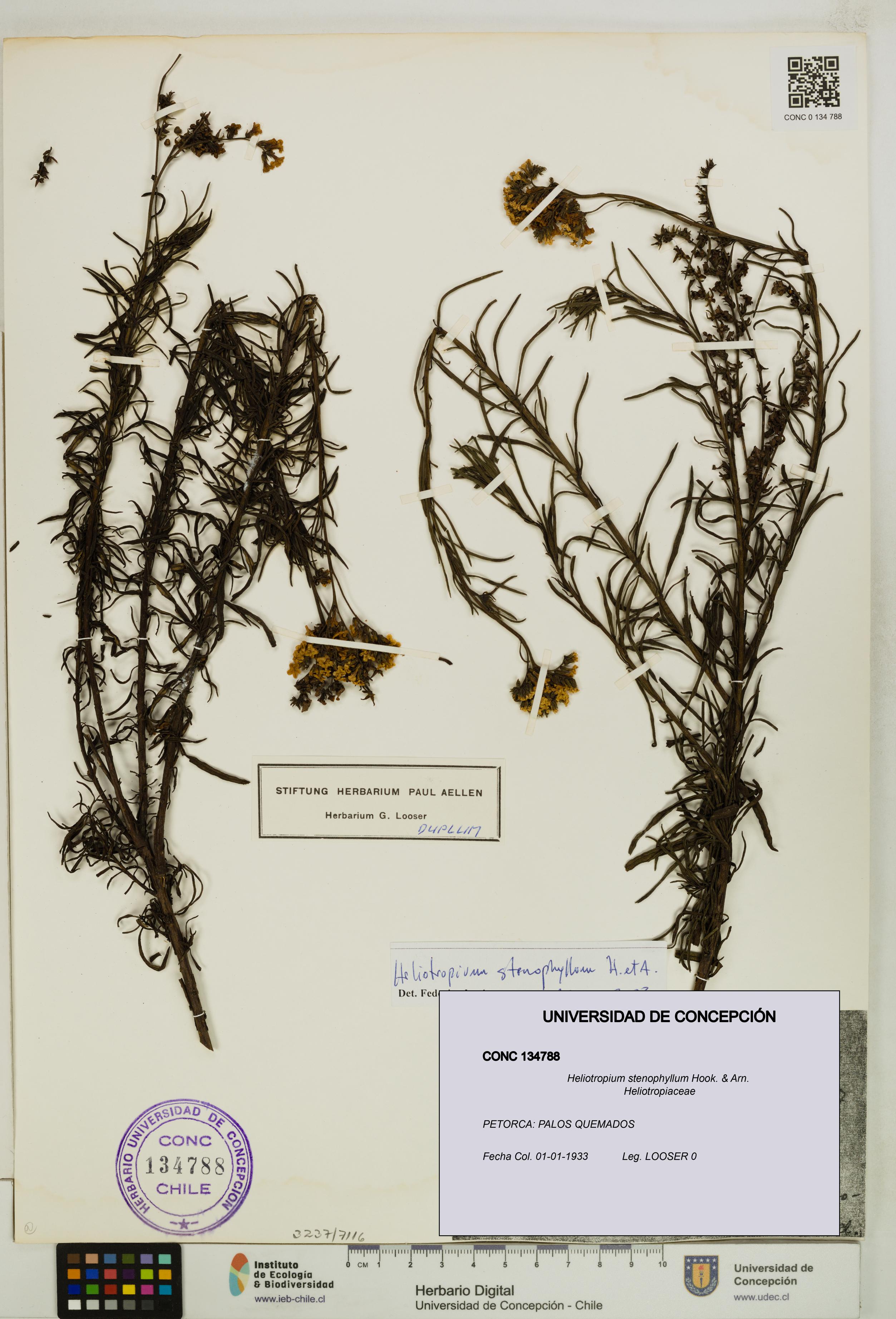 Heliotropium stenophyllum [Espécimen: UDEC:CONC:0134788]