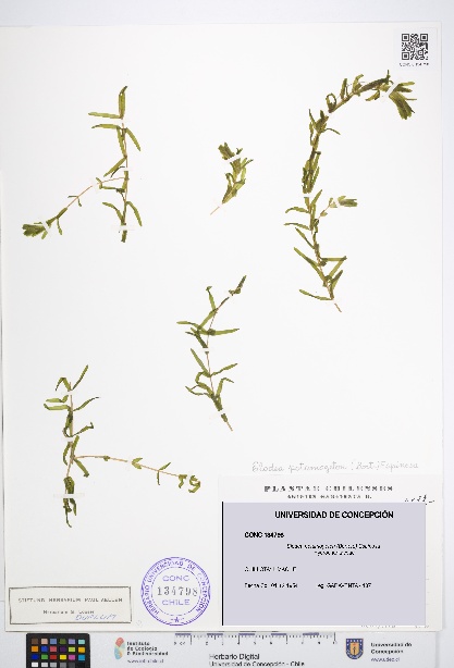 Elodea potamogeton [Espécimen: UDEC:CONC:0134798]