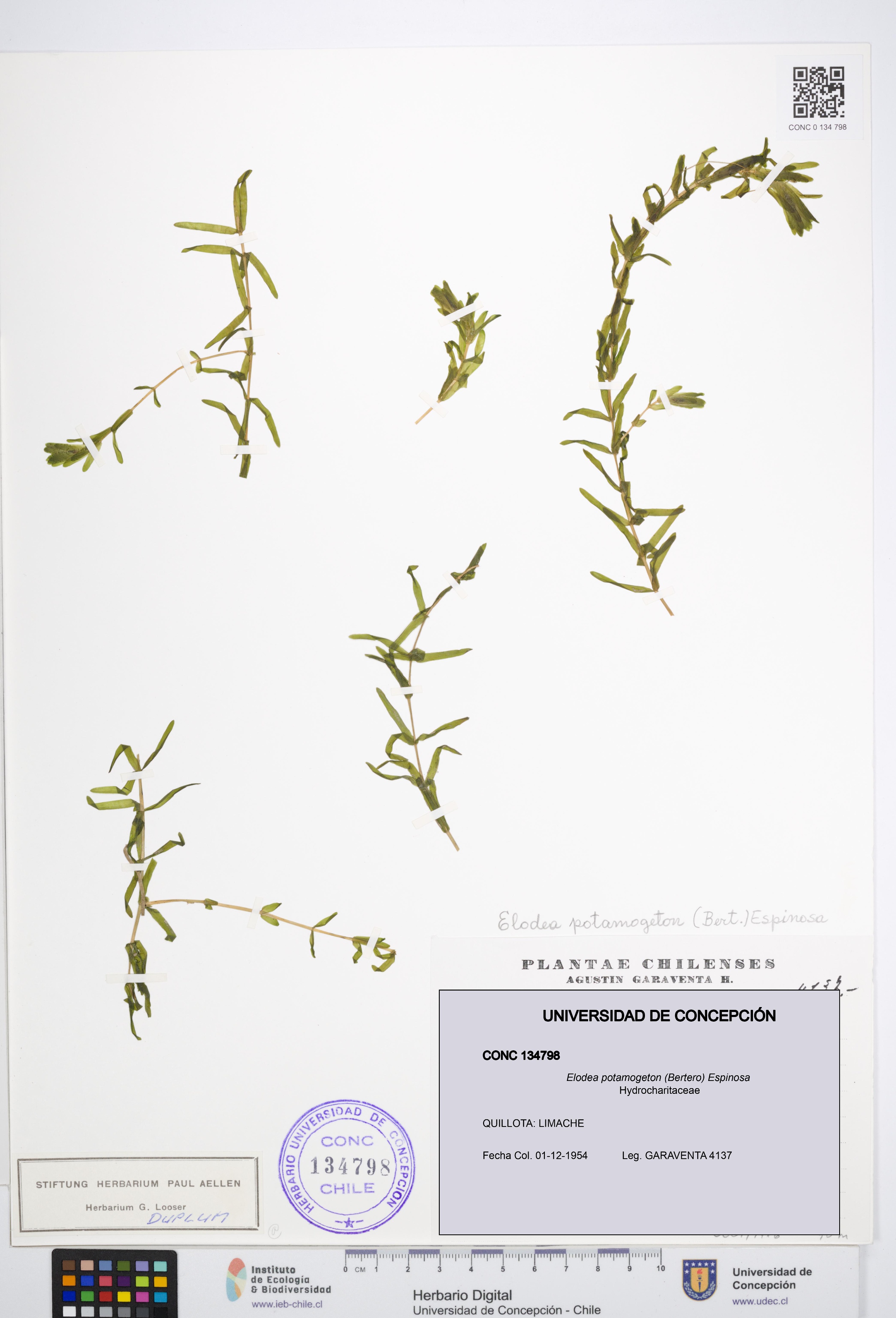 Elodea potamogeton [Espécimen: UDEC:CONC:0134798]