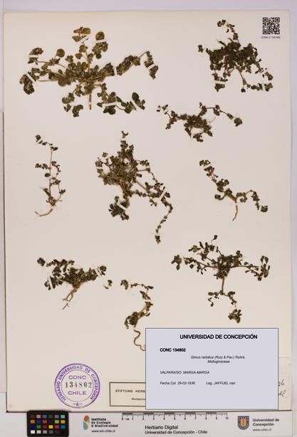 Glinus radiatus [Espécimen: UDEC:CONC:0134802]