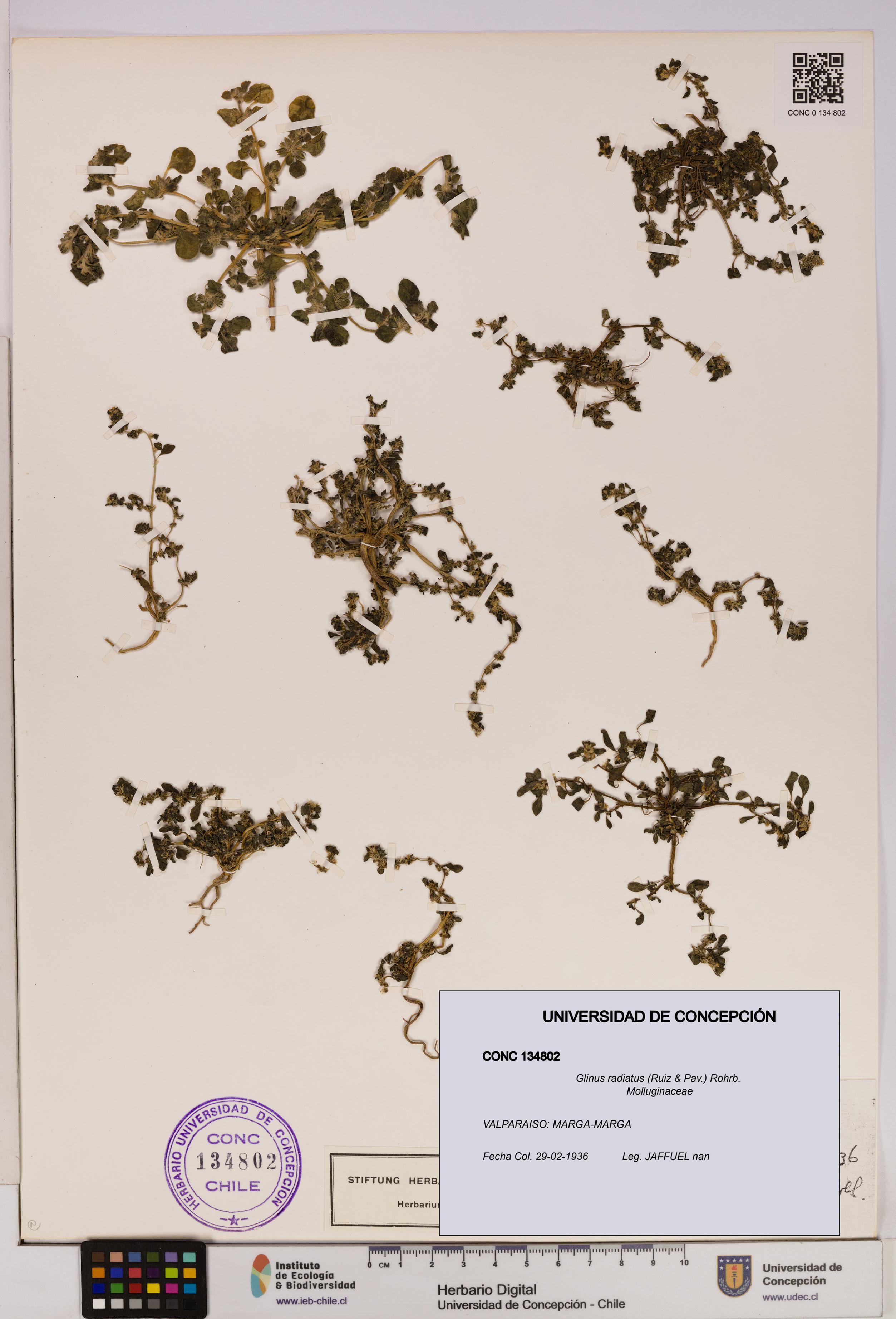 Glinus radiatus [Espécimen: UDEC:CONC:0134802]