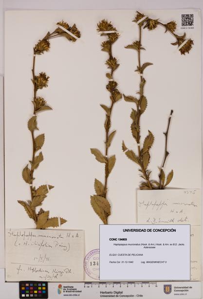 Haplopappus mucronatus [Espécimen: UDEC:CONC:0134803]