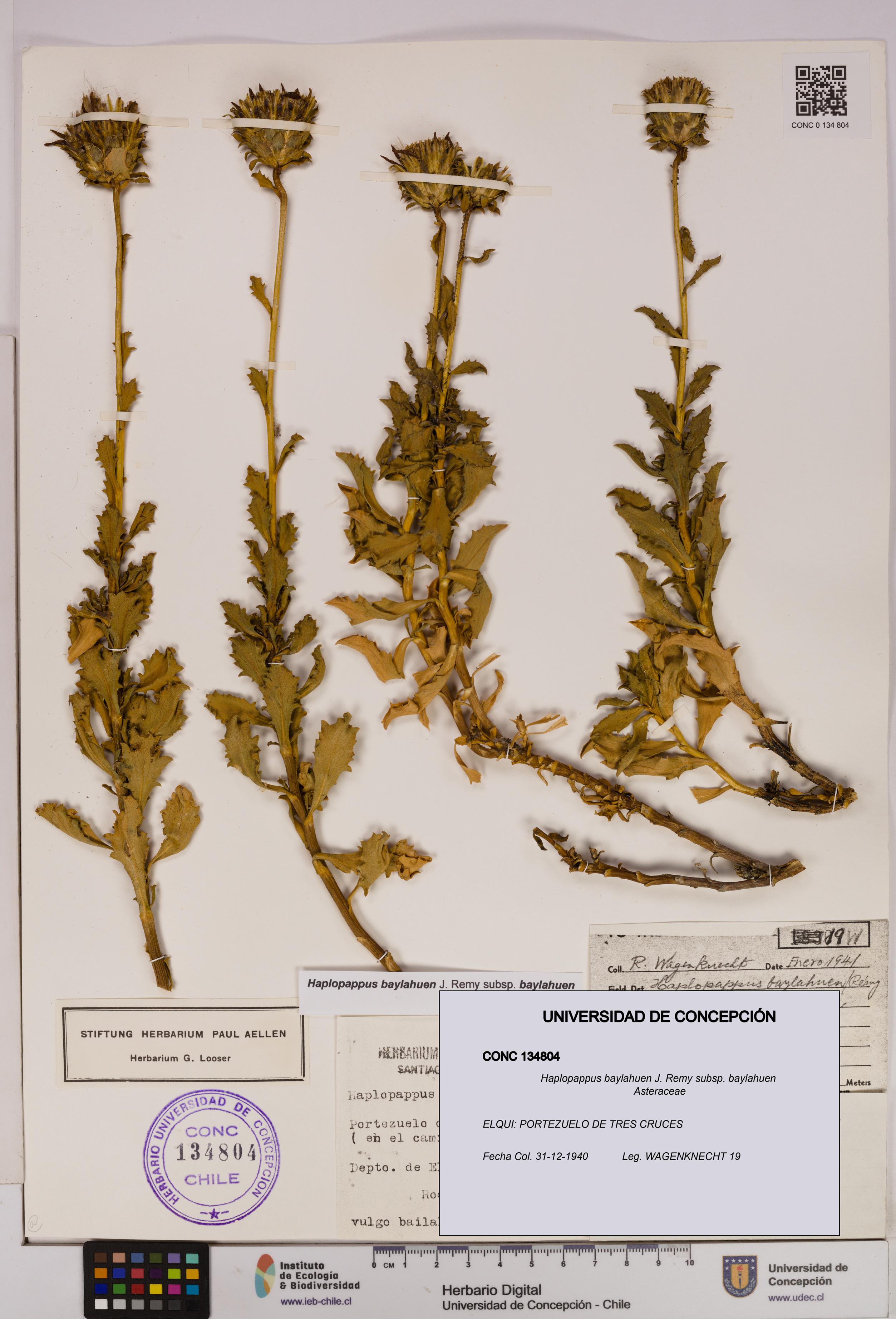 Haplopappus baylahuen subsp. baylahuen [Espécimen: UDEC:CONC:0134804]