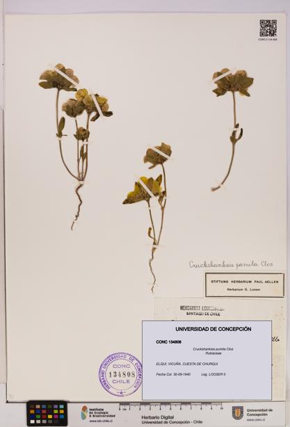 Cruckshanksia pumila [Espécimen: UDEC:CONC:0134808]