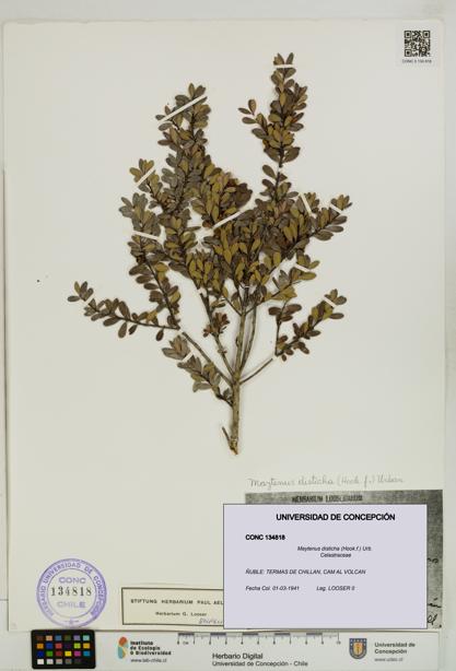Maytenus disticha [Espécimen: UDEC:CONC:0134818]