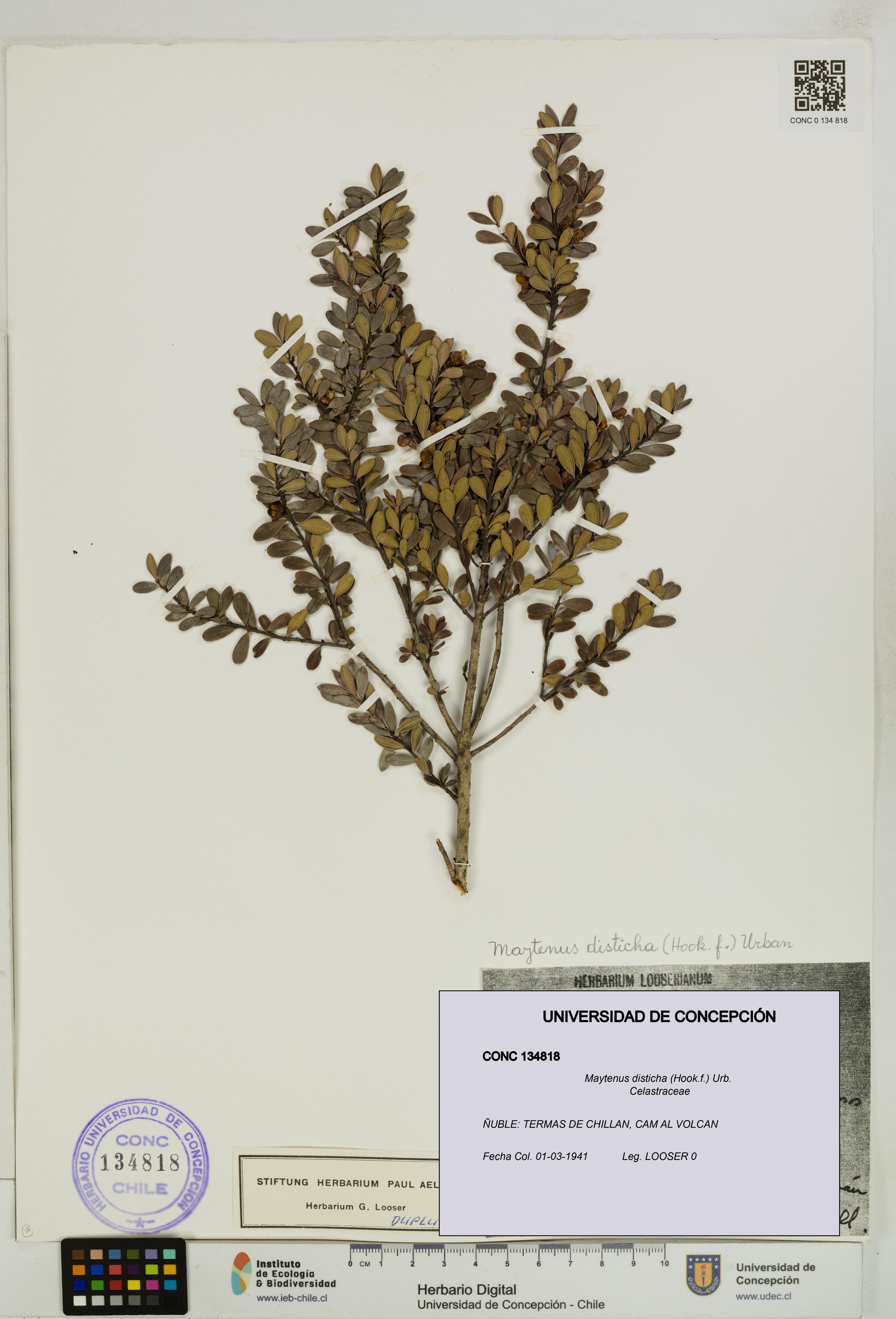 Maytenus disticha [Espécimen: UDEC:CONC:0134818]