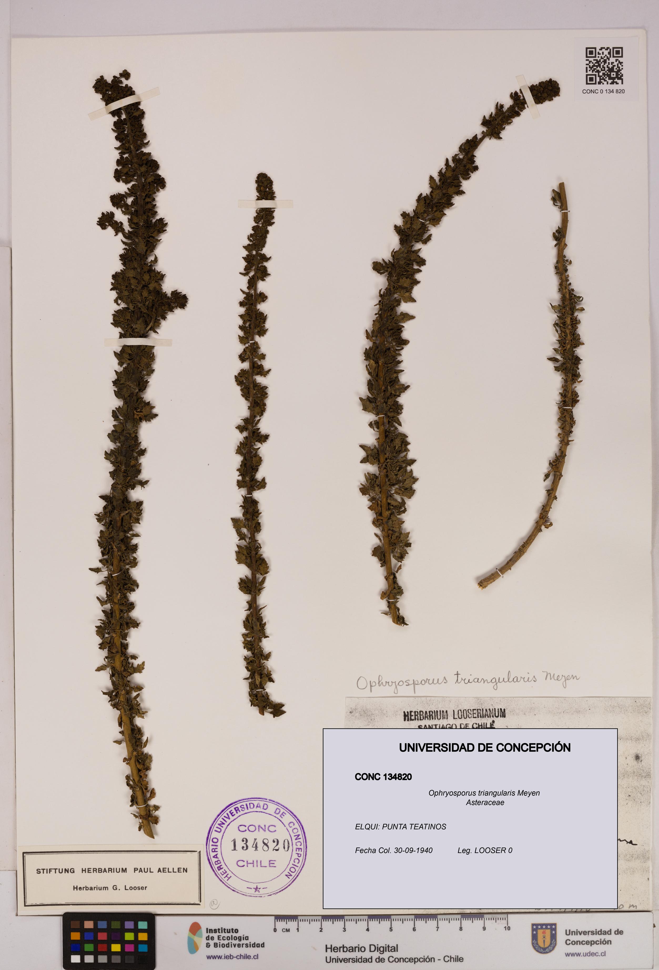 Ophryosporus triangularis [Espécimen: UDEC:CONC:0134820]