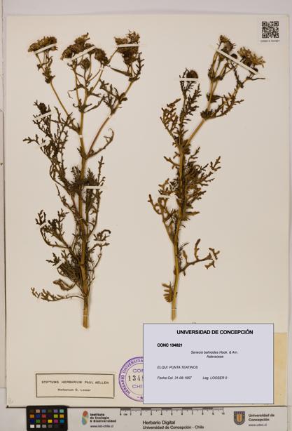 Senecio bahioides [Espécimen: UDEC:CONC:0134821]