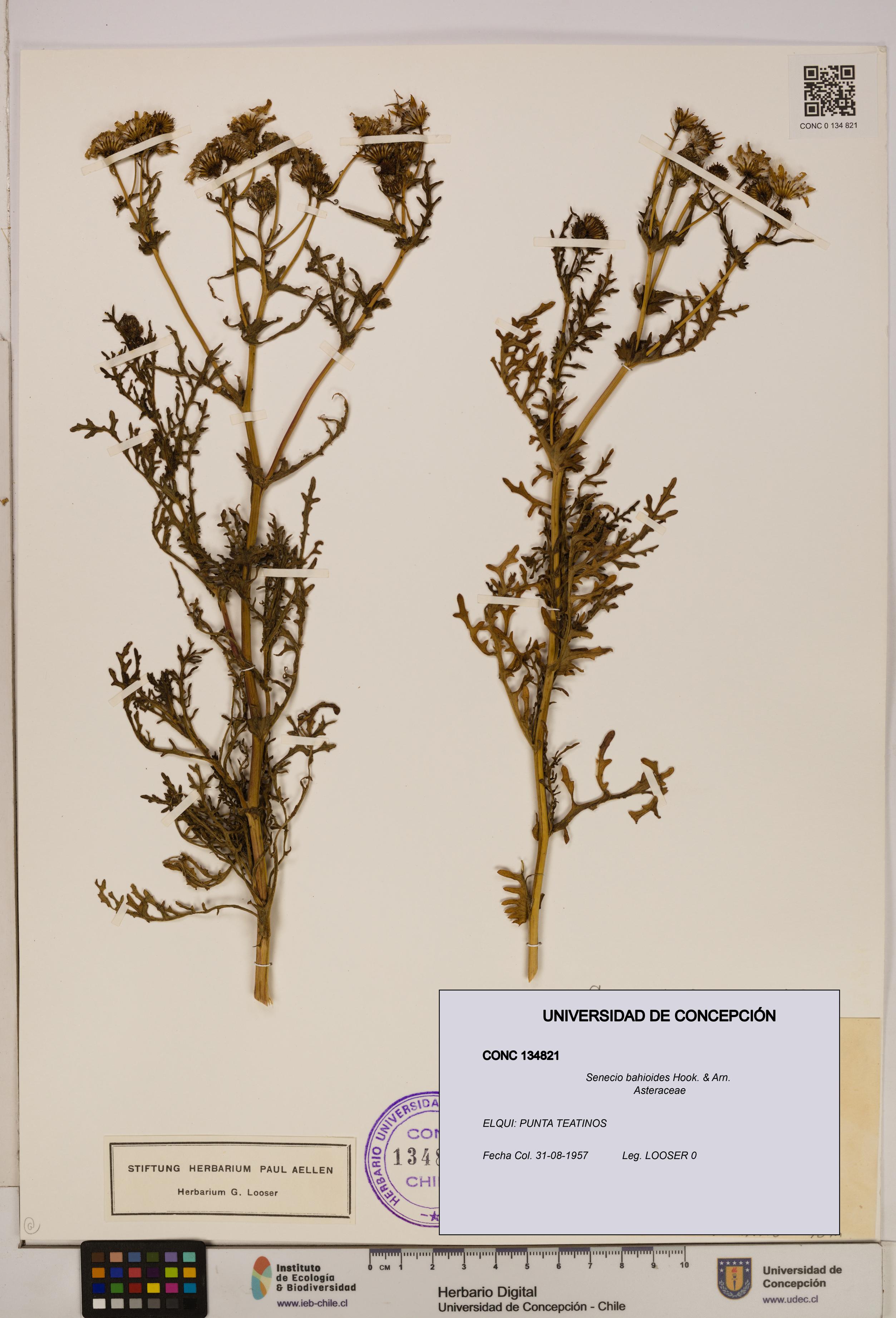 Senecio bahioides [Espécimen: UDEC:CONC:0134821]