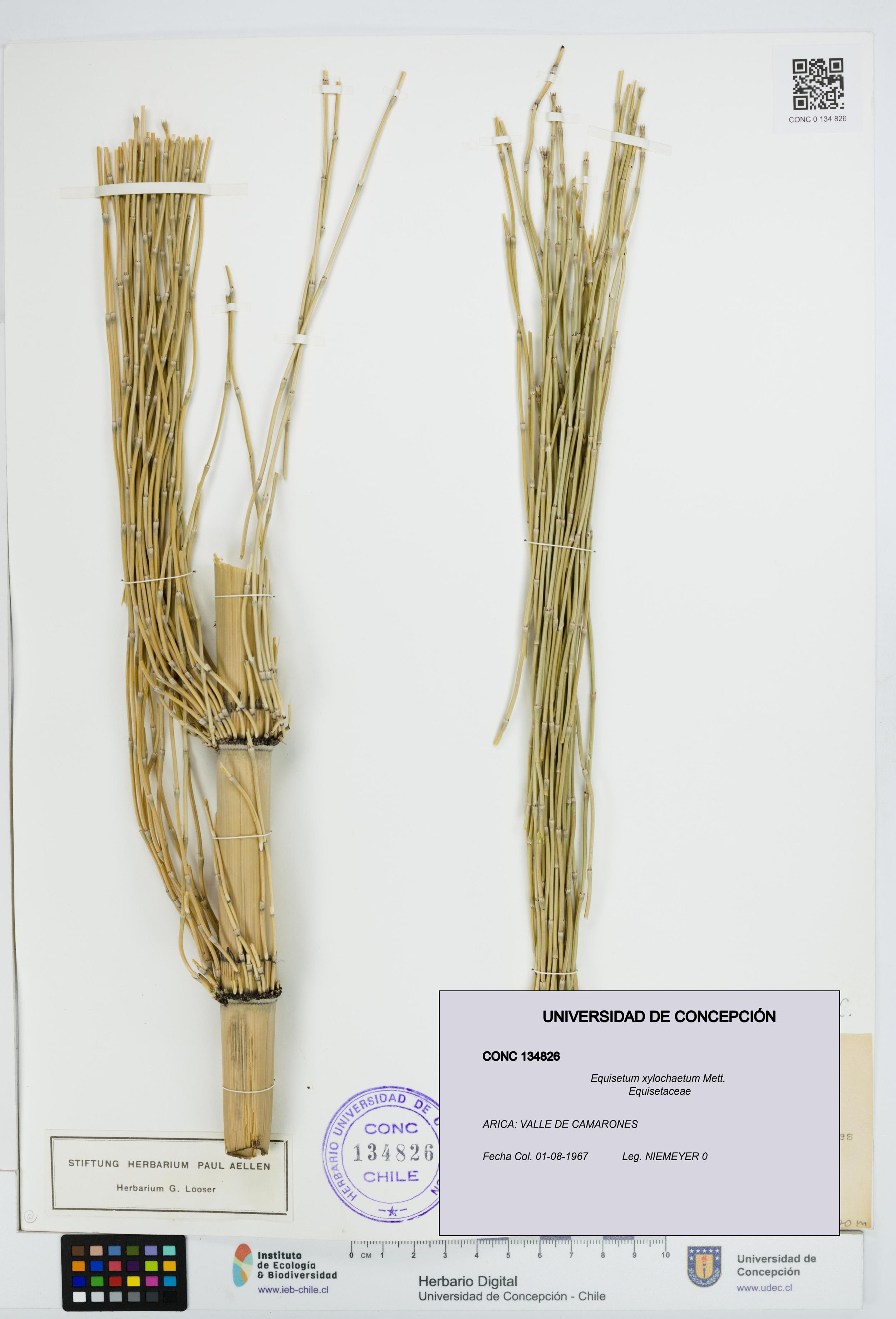 Equisetum xylochaetum [Espécimen: UDEC:CONC:0134826]
