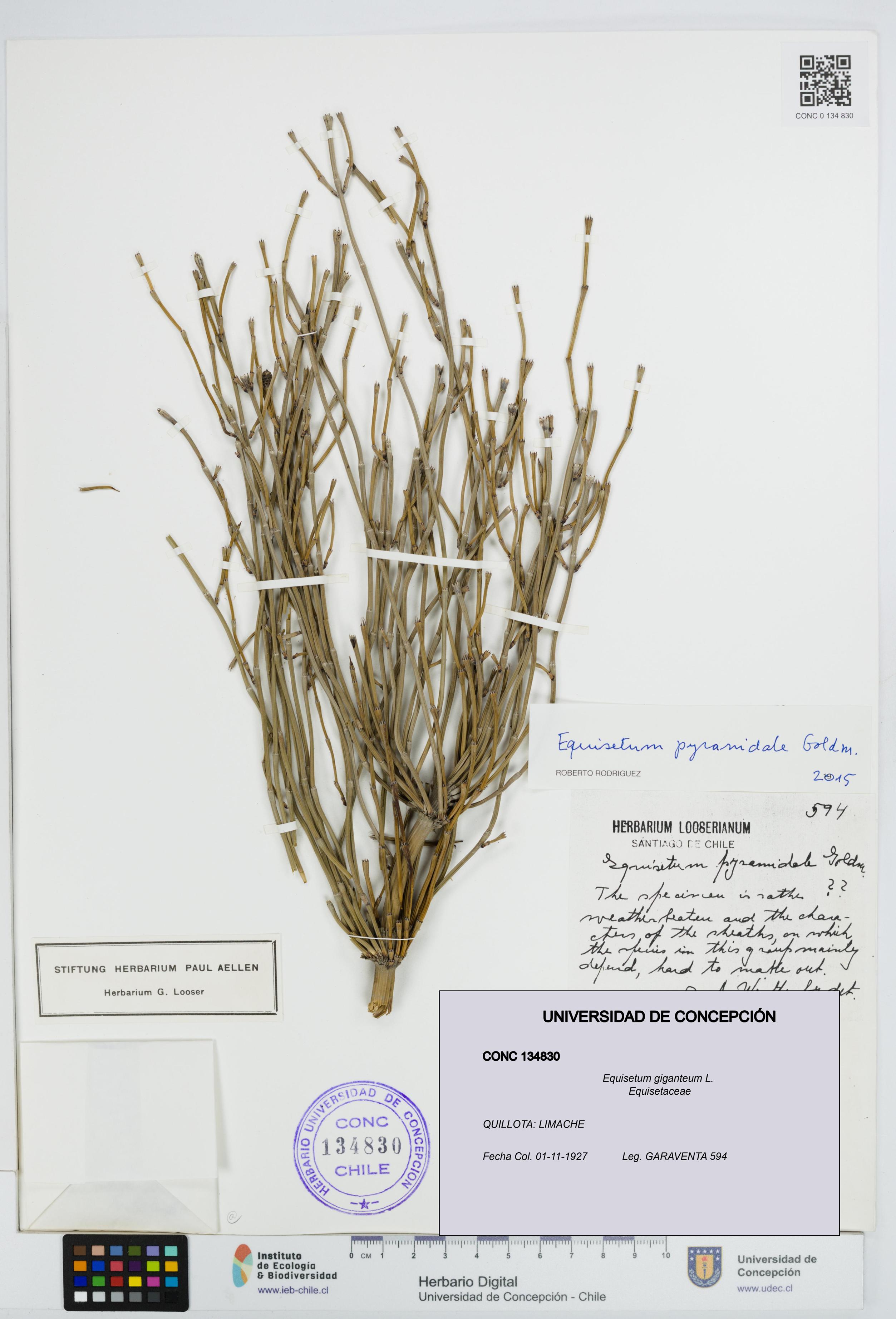 Equisetum giganteum [Espécimen: UDEC:CONC:0134830]