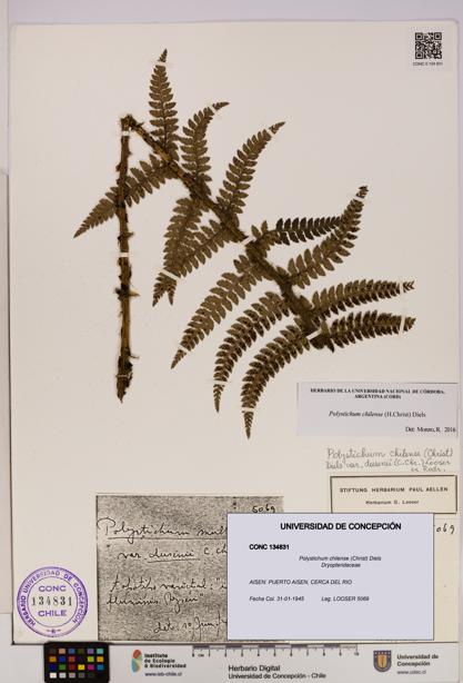 Polystichum chilense [Espécimen: UDEC:CONC:0134831]