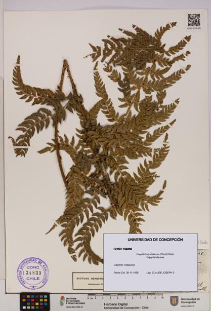 Polystichum chilense [Espécimen: UDEC:CONC:0134839]