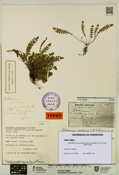 Austroblechnum corralense [Espécimen: UDEC:CONC:0134845]