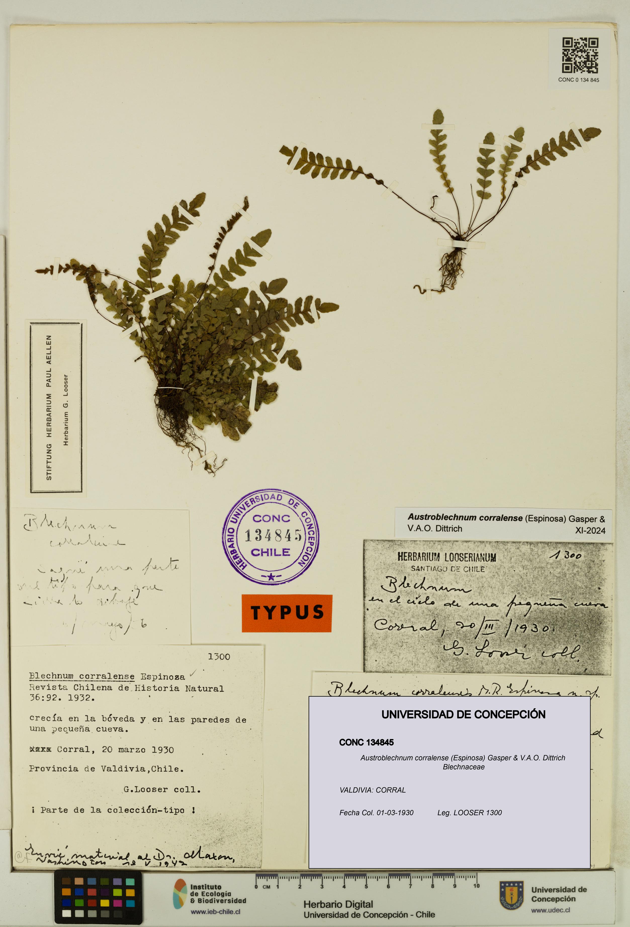 Austroblechnum corralense [Espécimen: UDEC:CONC:0134845]