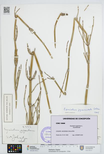 Equisetum giganteum [Espécimen: UDEC:CONC:0134848]