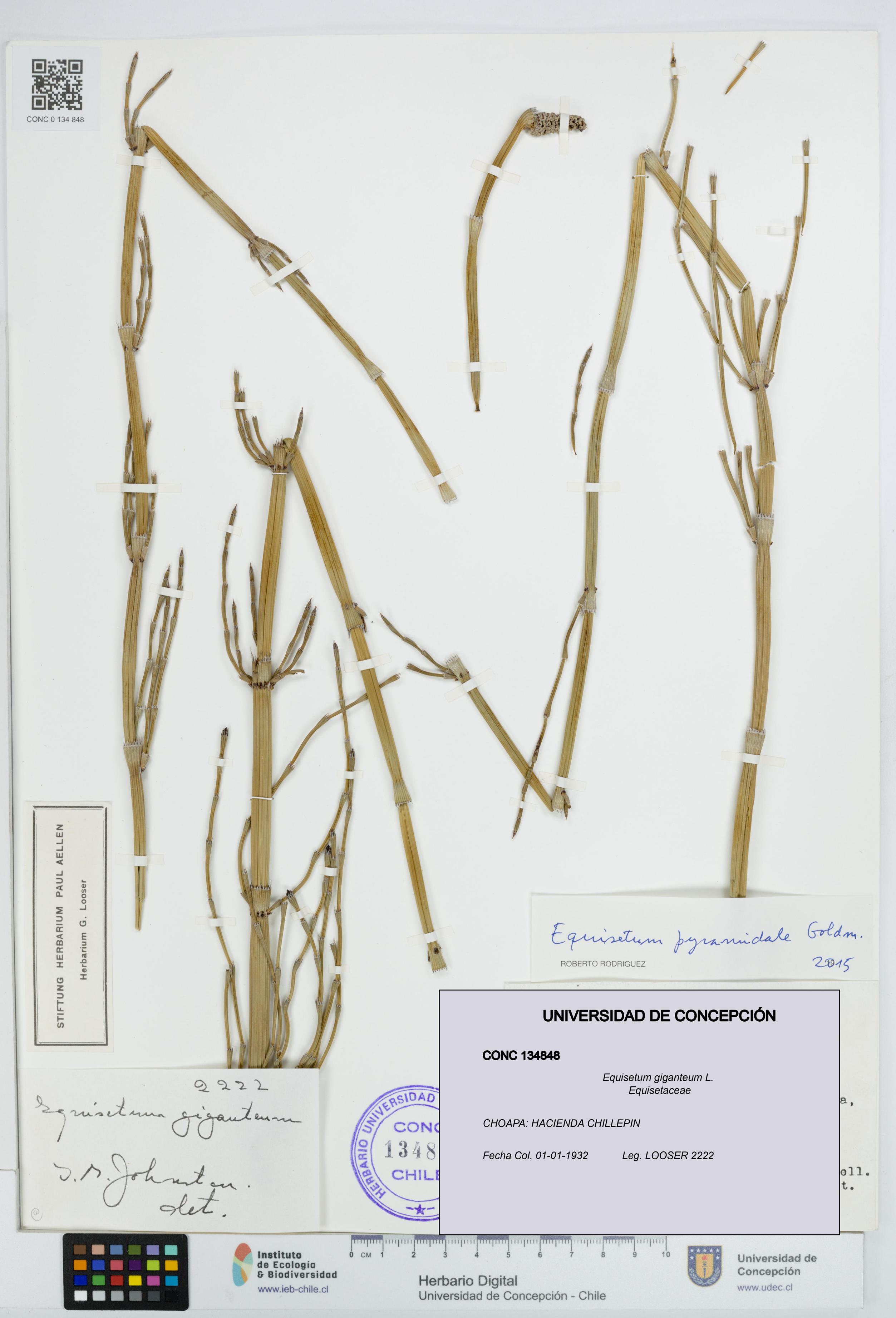 Equisetum giganteum [Espécimen: UDEC:CONC:0134848]