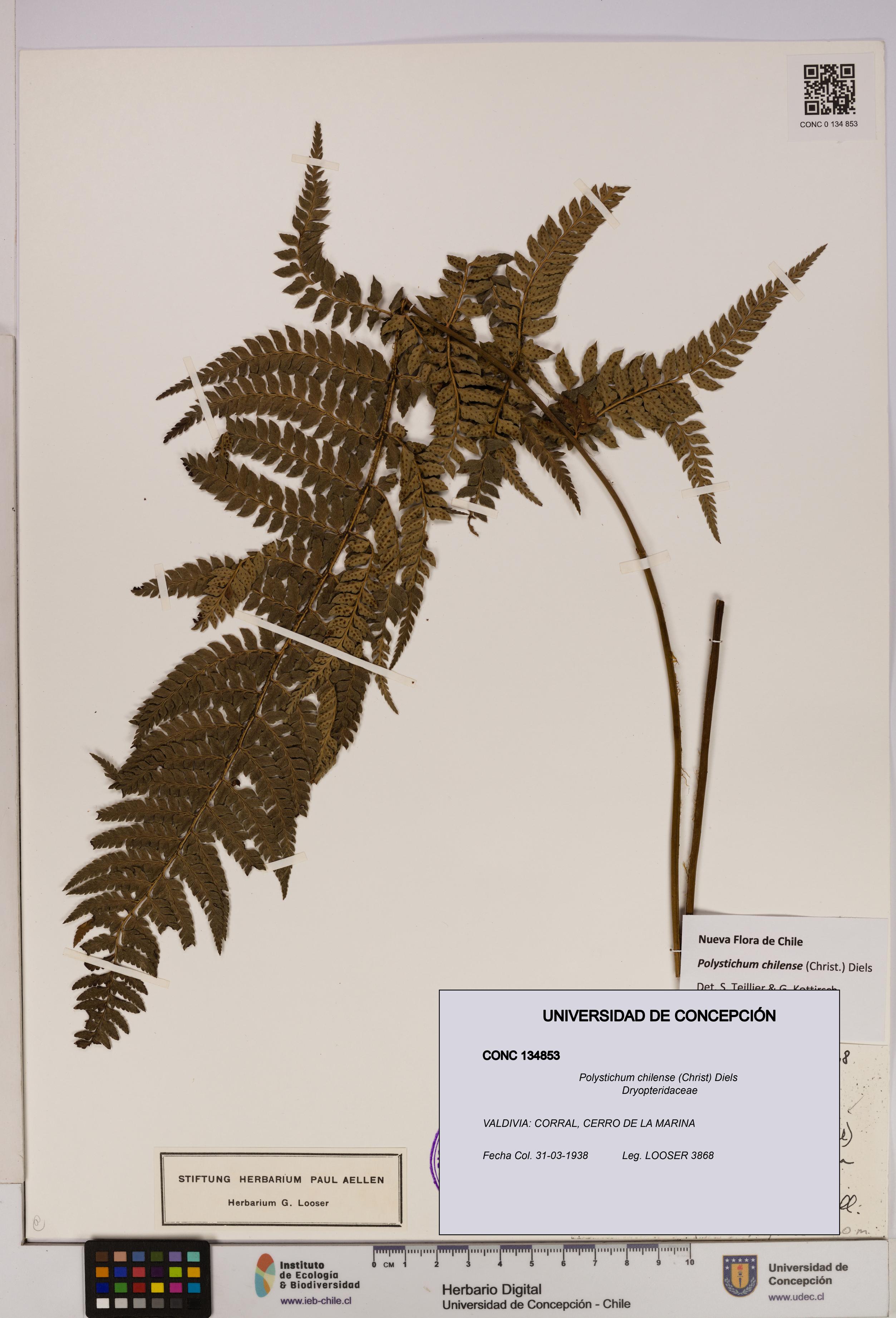 Polystichum chilense [Espécimen: UDEC:CONC:0134853]