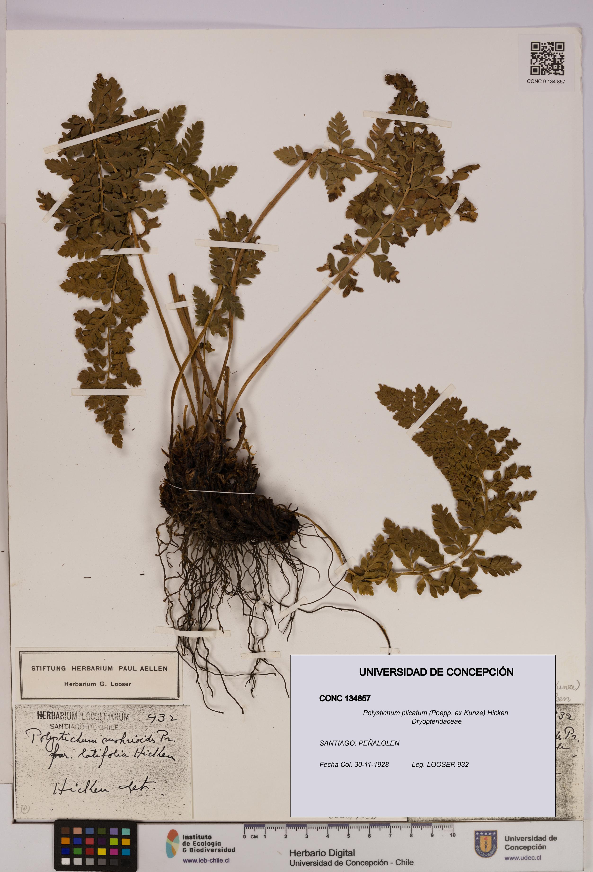 Polystichum plicatum [Espécimen: UDEC:CONC:0134857]