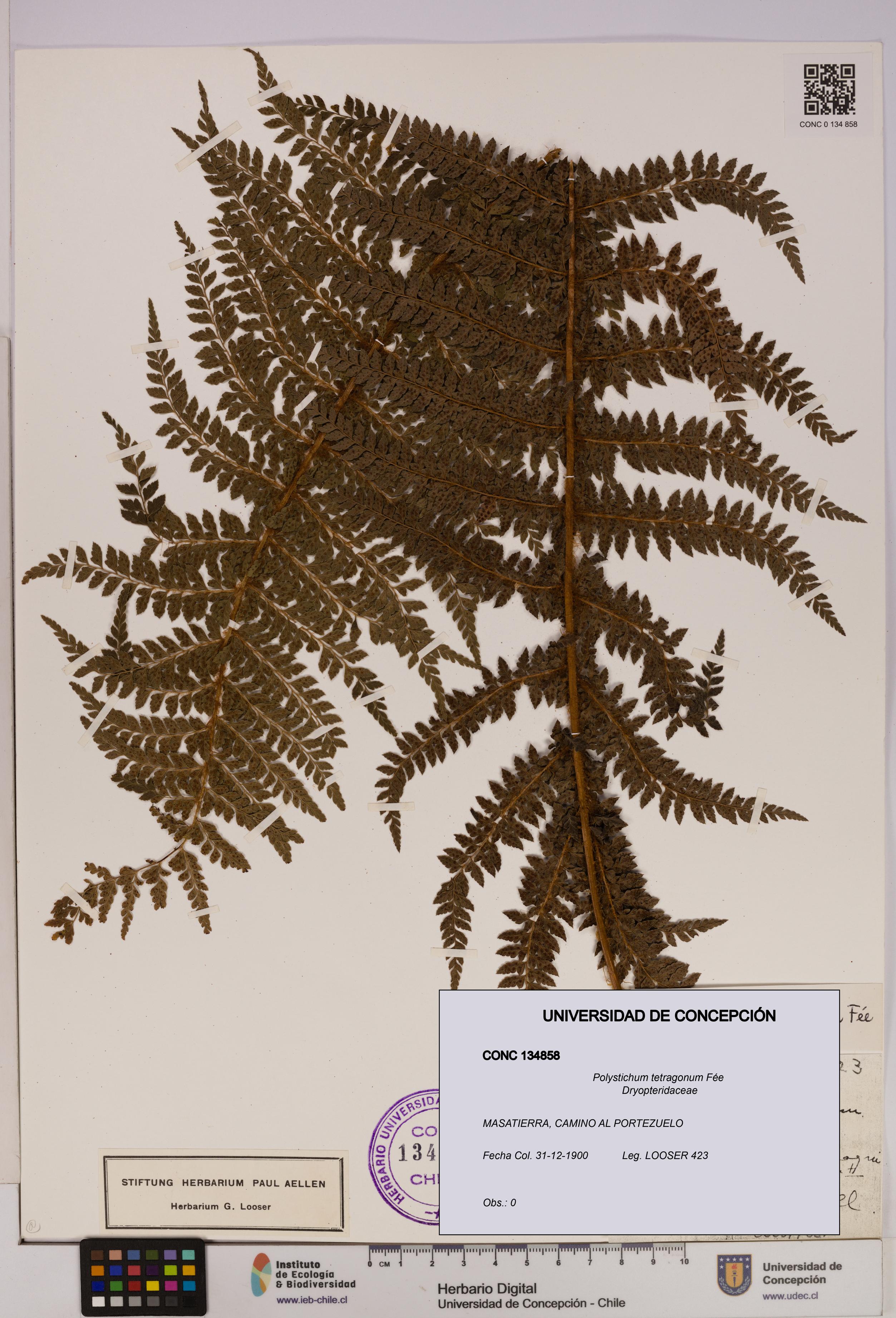 Polystichum tetragonum [Espécimen: UDEC:CONC:0134858]