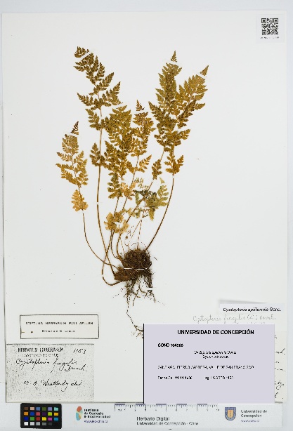 Cystopteris apiiformis [Espécimen: UDEC:CONC:0134868]