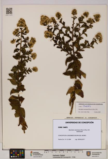 Baccharis racemosa [Espécimen: UDEC:CONC:0134872]
