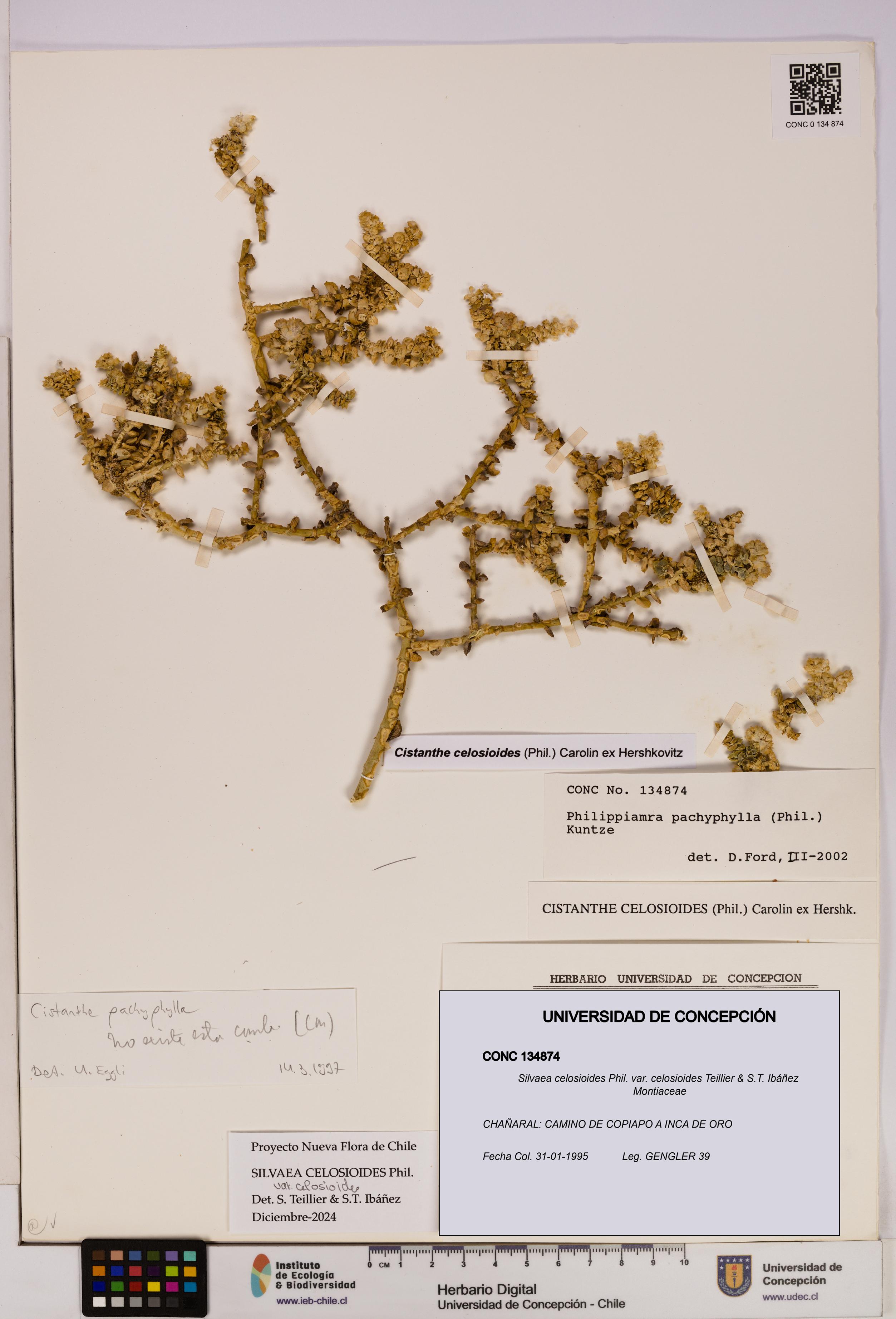 Silvaea celosioides var. celosioides [Espécimen: UDEC:CONC:0134874]