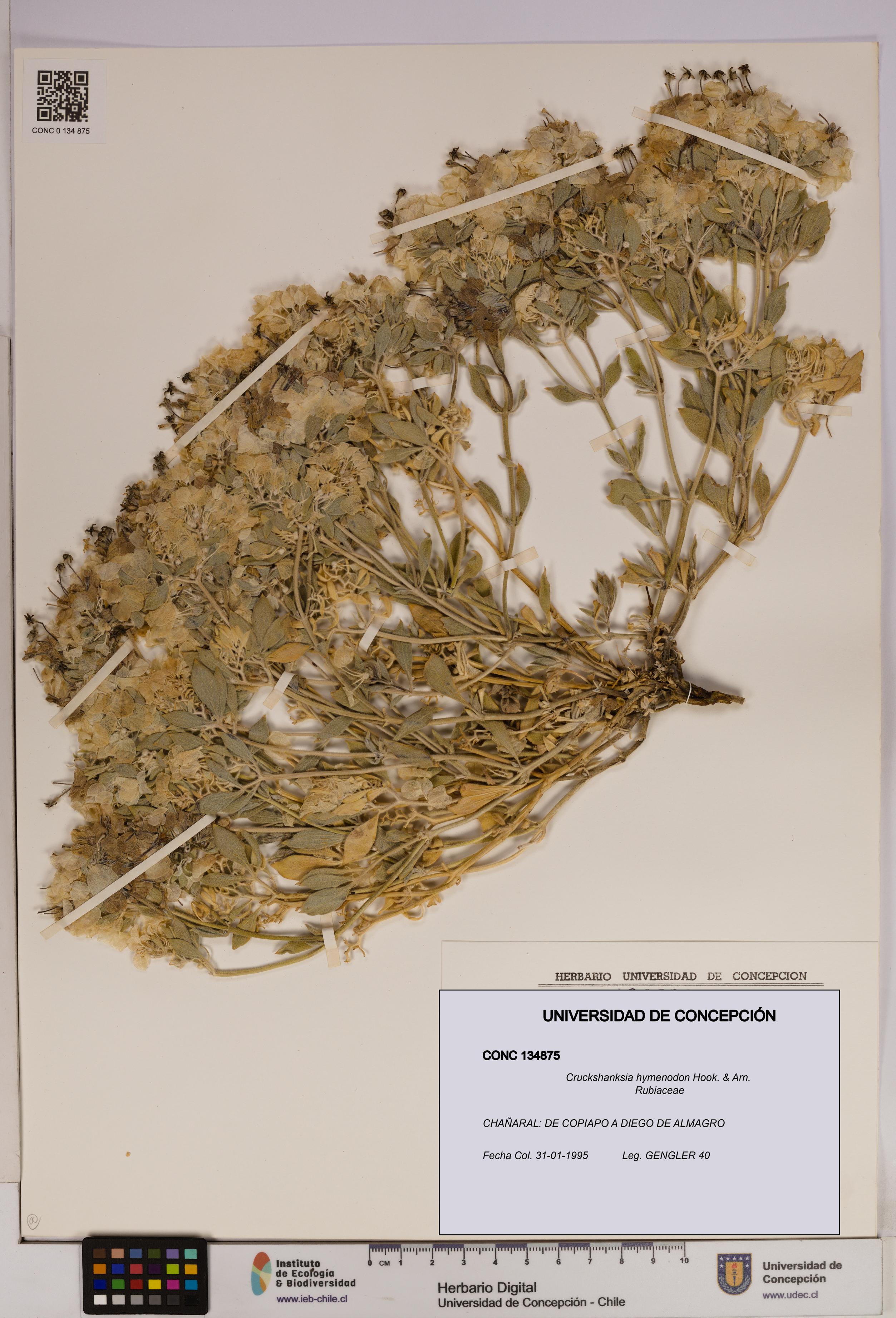 Cruckshanksia hymenodon [Espécimen: UDEC:CONC:0134875]