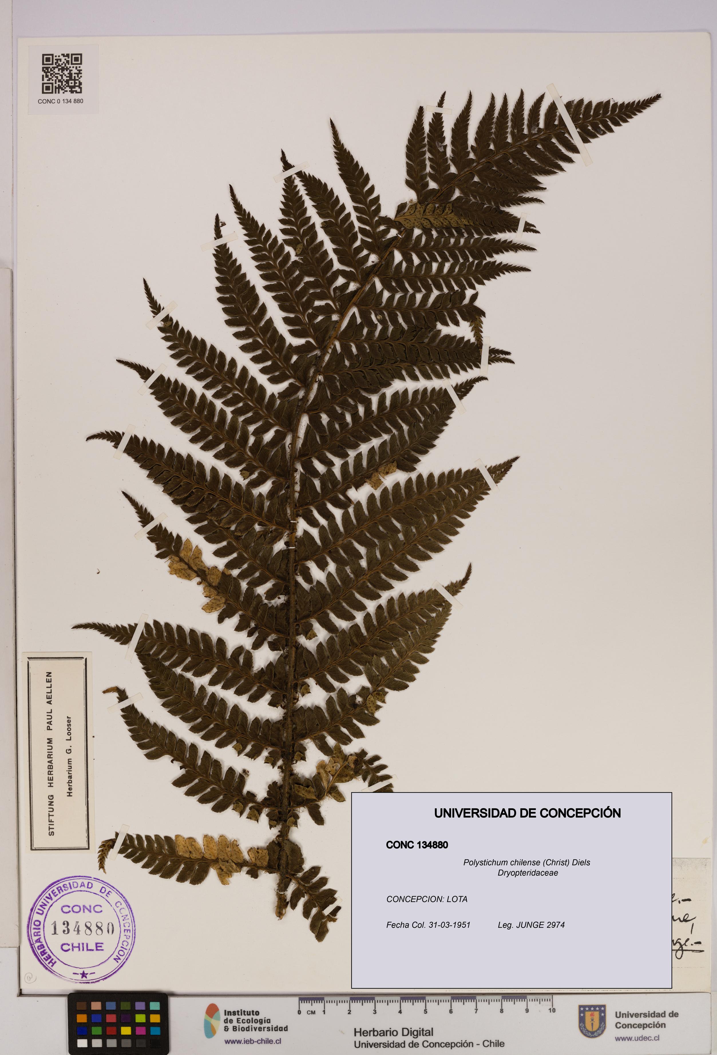 Polystichum chilense [Espécimen: UDEC:CONC:0134880]
