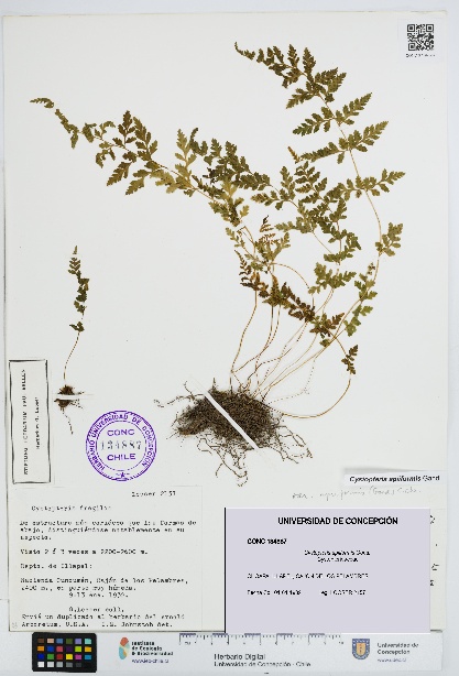 Cystopteris apiiformis [Espécimen: UDEC:CONC:0134887]