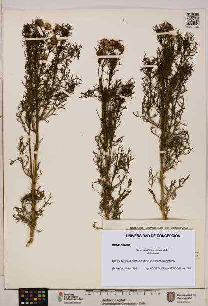 Senecio bahioides [Espécimen: UDEC:CONC:0134892]