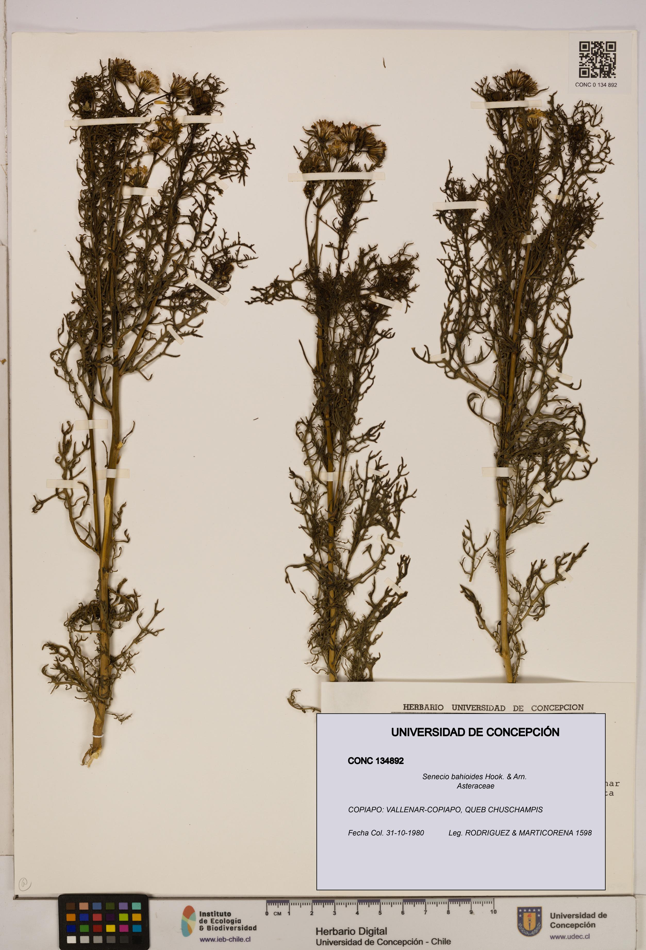 Senecio bahioides [Espécimen: UDEC:CONC:0134892]