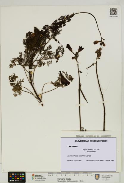 Argylia radiata [Espécimen: UDEC:CONC:0134893]