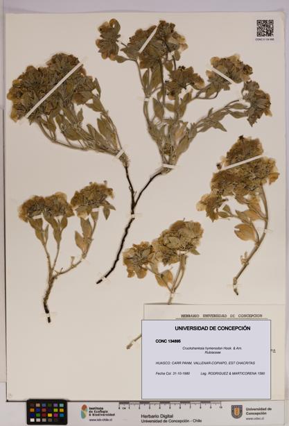 Cruckshanksia hymenodon [Espécimen: UDEC:CONC:0134895]
