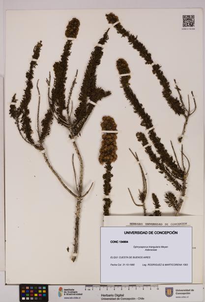 Ophryosporus triangularis [Espécimen: UDEC:CONC:0134904]