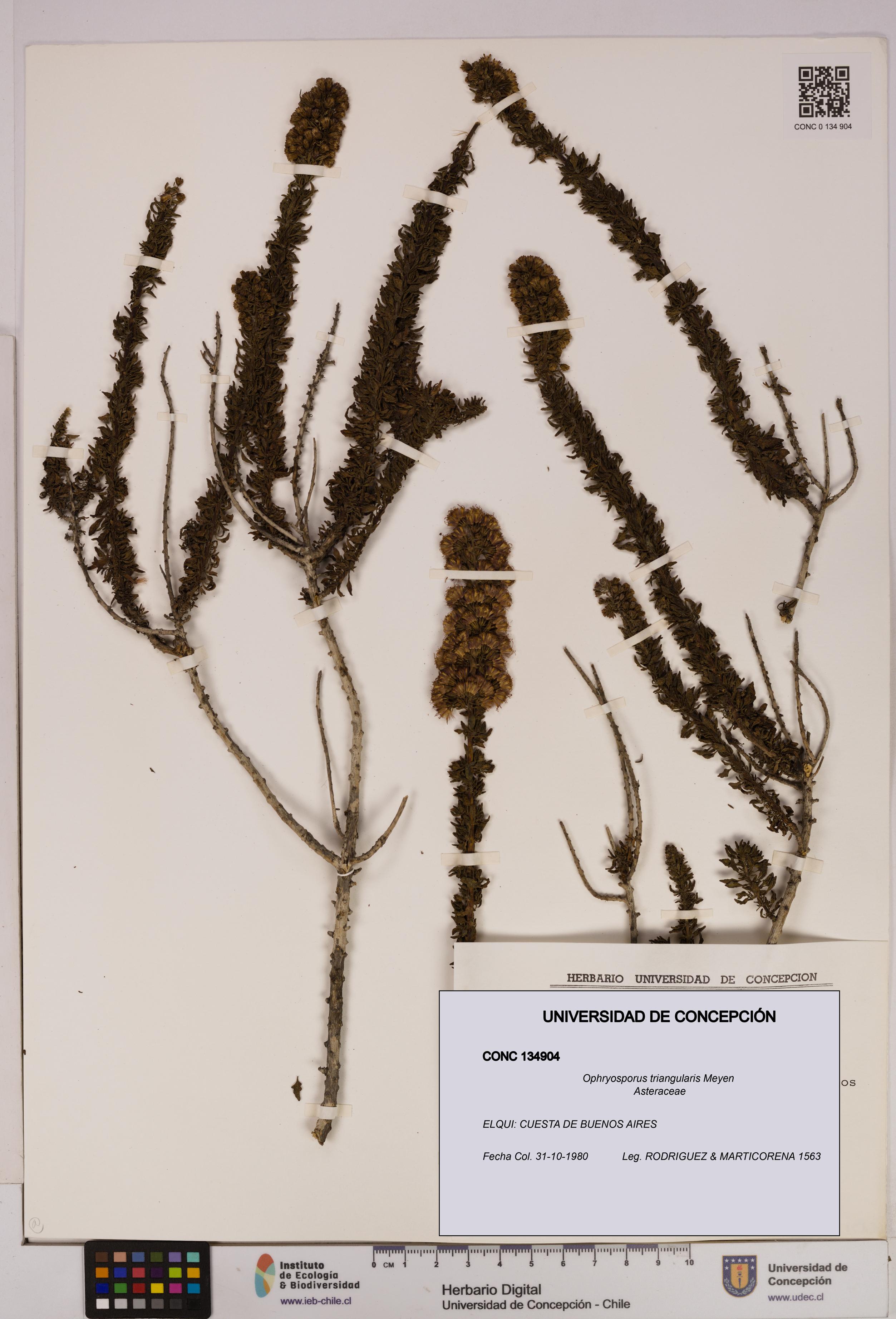 Ophryosporus triangularis [Espécimen: UDEC:CONC:0134904]