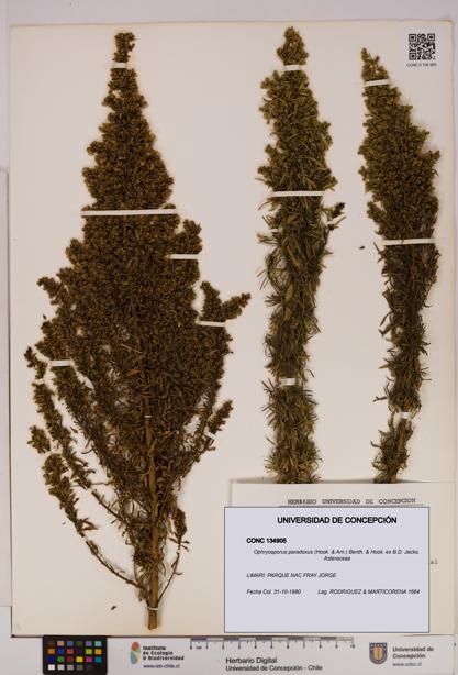 Ophryosporus paradoxus [Espécimen: UDEC:CONC:0134905]